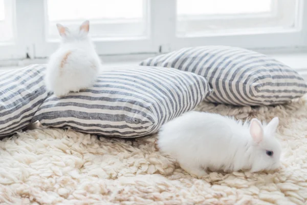 Coelhos agradáveis com travesseiros — Fotografia de Stock