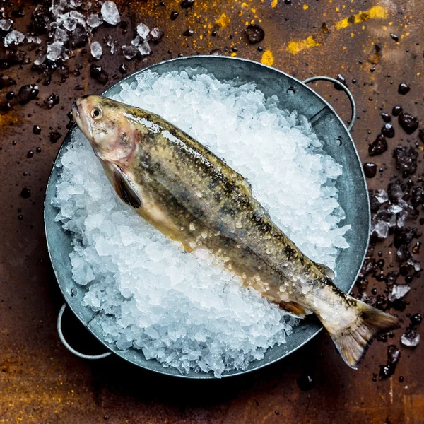 Färsk fisk i is — Stockfoto