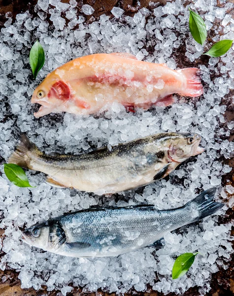 Peixe fresco no gelo — Fotografia de Stock