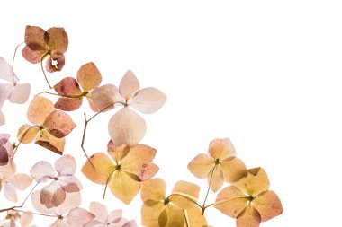 beyaz üzerine kuru ortanca