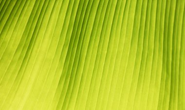 Yeşil yaprak dokusu