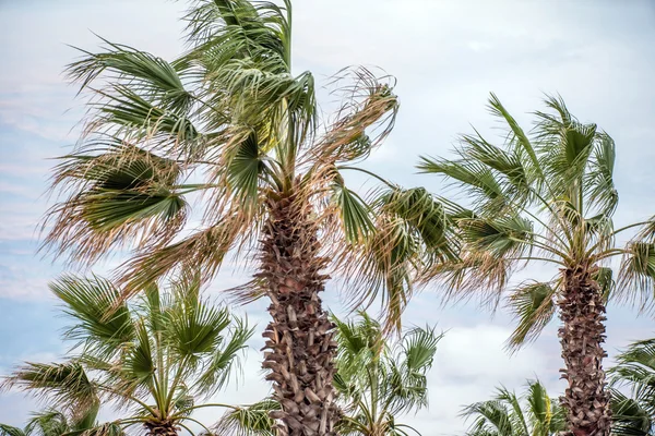 Palmbomen over hemel — Stockfoto