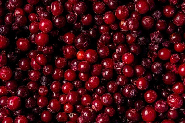 Red juicy cranberries — Stock Photo, Image