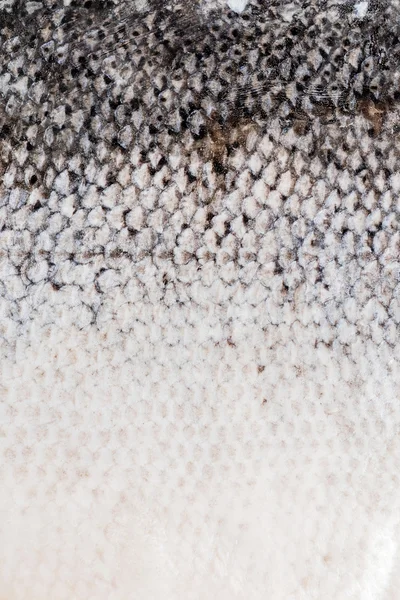 Texture pelle di pesce — Foto Stock