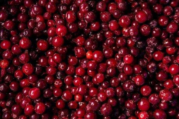 Cranberries suculentas vermelhas — Fotografia de Stock
