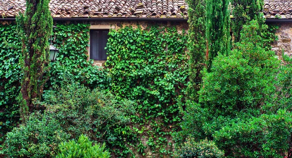 Vecchia casa con edera — Foto Stock