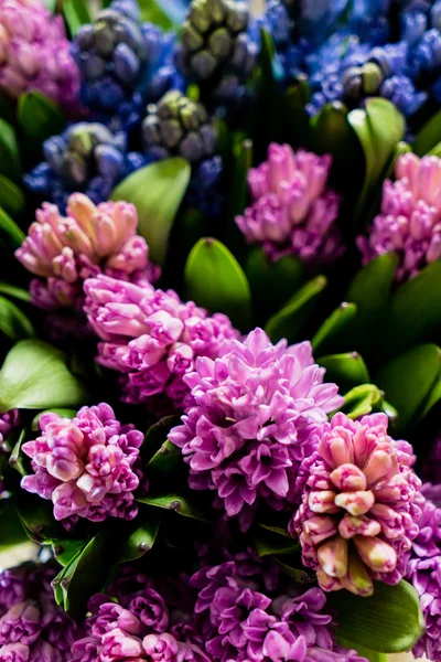 Mooi Lentebloemen — Stockfoto