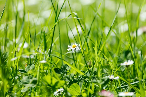 Groene daisy veld — Stockfoto