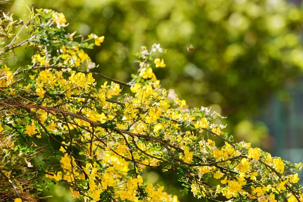 Hermoso jardín de primavera —  Fotos de Stock