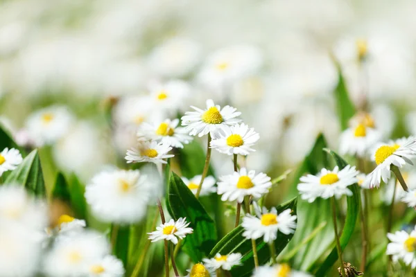 Gröna daisy fält — Stockfoto