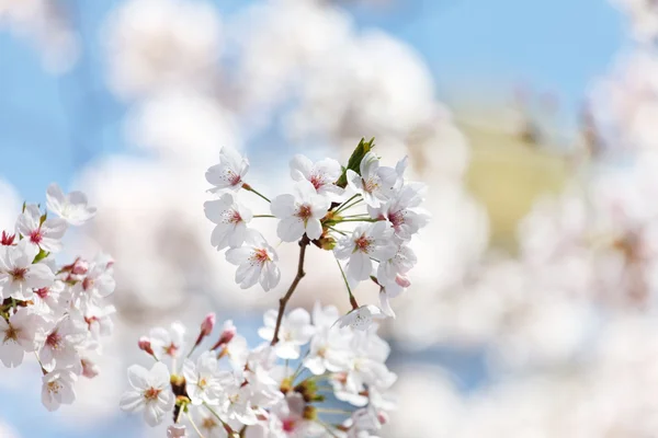 Drzewo piękna wiosna — Zdjęcie stockowe