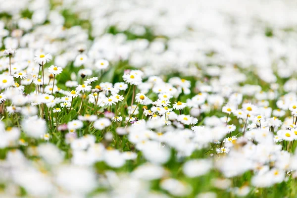 Green daisy field — Stock Photo, Image