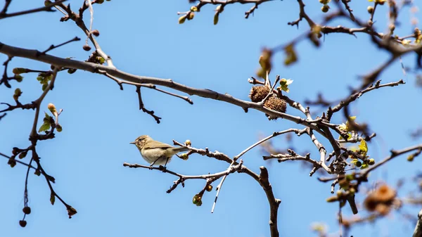 Ładny ptak na gałęzi — Zdjęcie stockowe