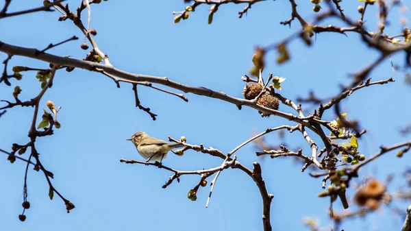 Cute bird on a branch — Stock Photo, Image