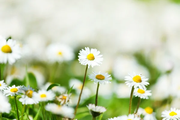 Groene daisy veld — Stockfoto