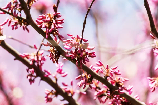 Beautiful spring tree — Stock Photo, Image