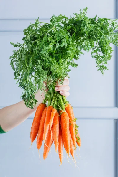 Zanahorias frescas en la mano —  Fotos de Stock