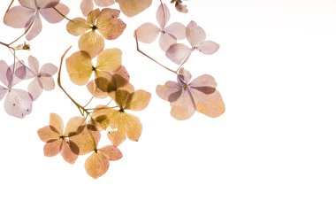 beyaz üzerine kuru ortanca