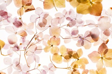 beyaz üzerine kuru ortanca