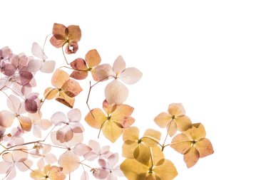 beyaz üzerine kuru ortanca