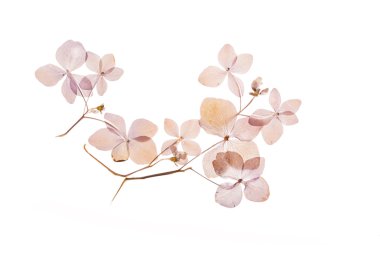 beyaz üzerine kuru ortanca