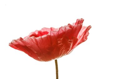 poppy üzerinde beyaz izole