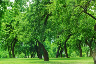 Yeşil meyve bahçesi