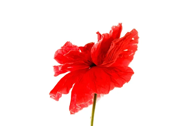 Red poppy on white — Stock Photo, Image