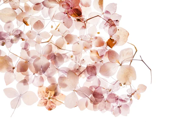 beyaz üzerine kuru ortanca