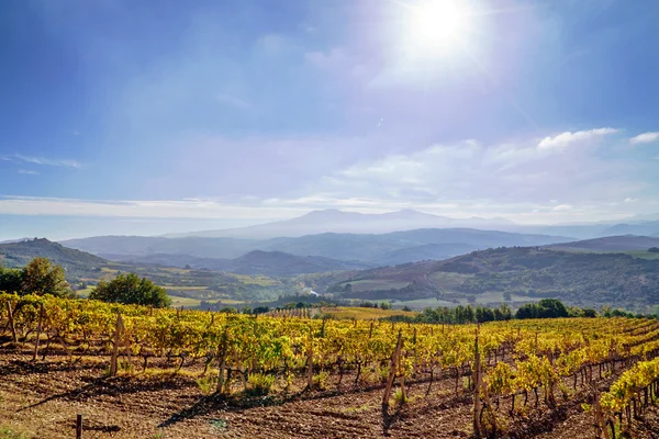 Herfst geel wijngaard — Stockfoto