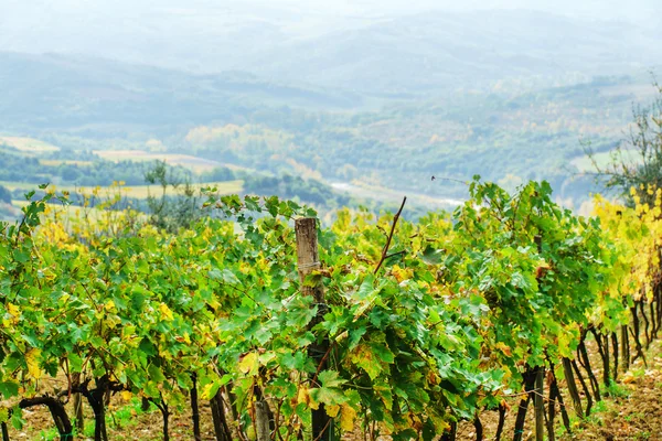 Autumn yellow vineyard — Stock Photo, Image