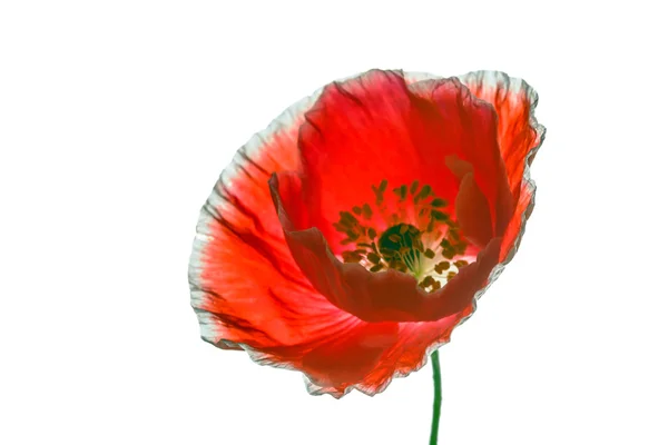 Papaver geïsoleerd op wit — Stockfoto