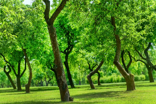 Jardim de fruta verde — Fotografia de Stock