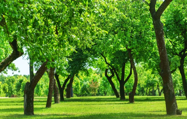 Jardín de frutas verdes — Foto de Stock