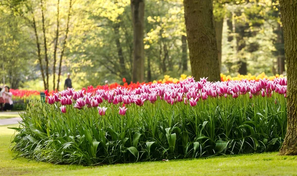 Primavera flores jardín — Foto de Stock