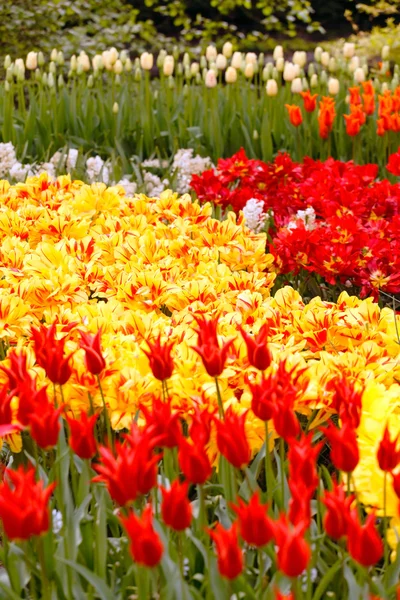 Spring flowers garden — Stock Photo, Image