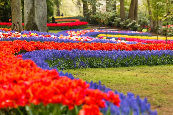 春の花の庭 — ストック写真