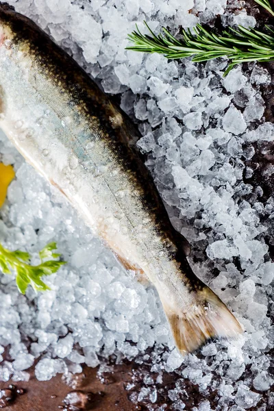Färsk fisk i is — Stockfoto