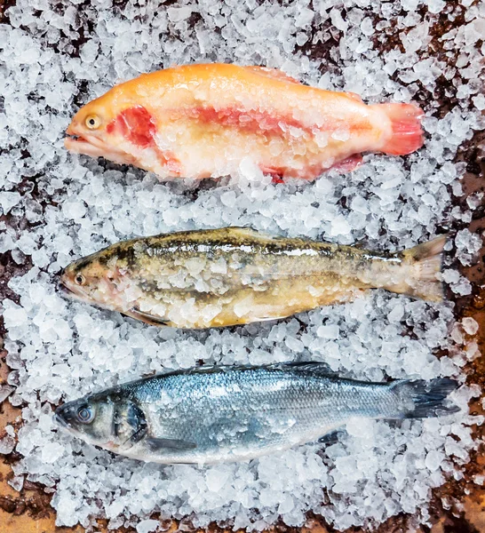 Pescado fresco en cubitos de hielo — Foto de Stock