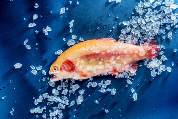 Fresh fish in ice — Stock Photo, Image