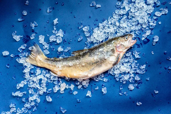 Färsk fisk i is — Stockfoto