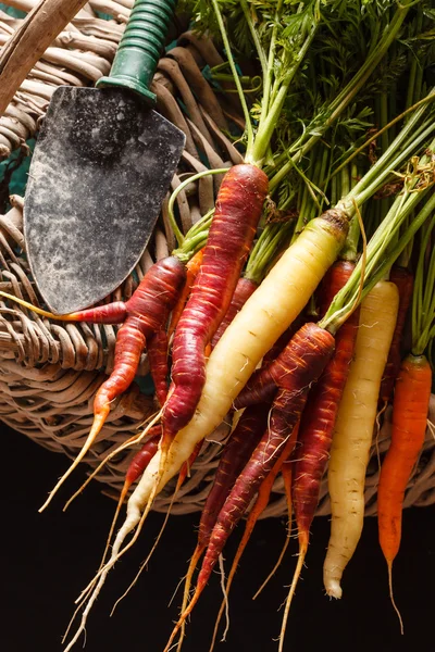 Fresh carrots in basket — Stock Photo, Image