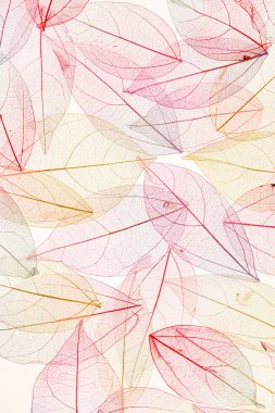 parlak renkli yaprakları