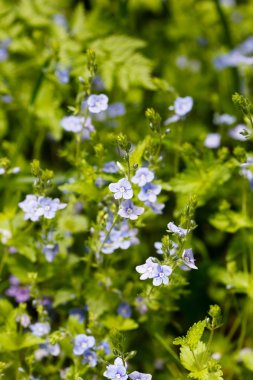 Güzel bahar çiçekleri
