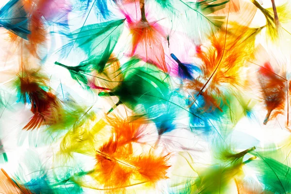 Colorful bird feathers — Stock Photo, Image