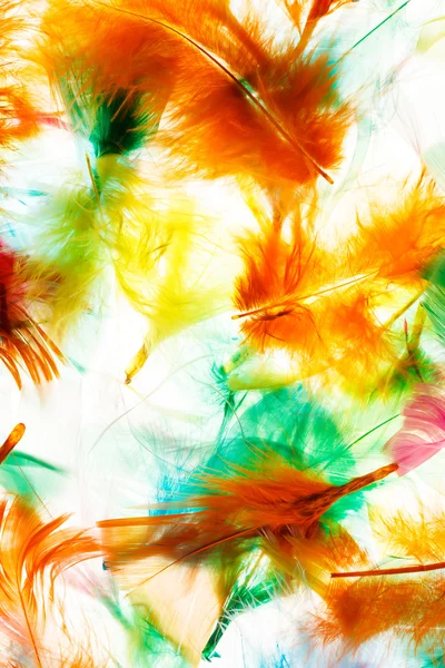 Colorful bird feathers — Stock Photo, Image