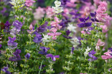 şaşırtıcı mor çiçekler