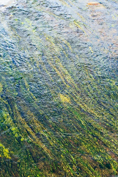 Green algae in river — Stock Photo, Image