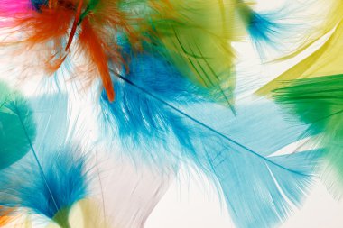 renkli kuş tüyleri