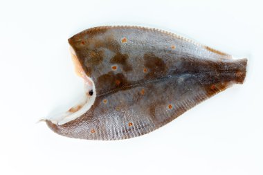 flounder fish on white clipart